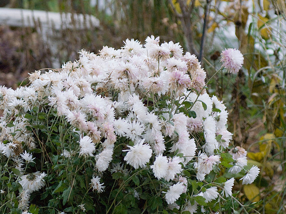White Chrysanthemums