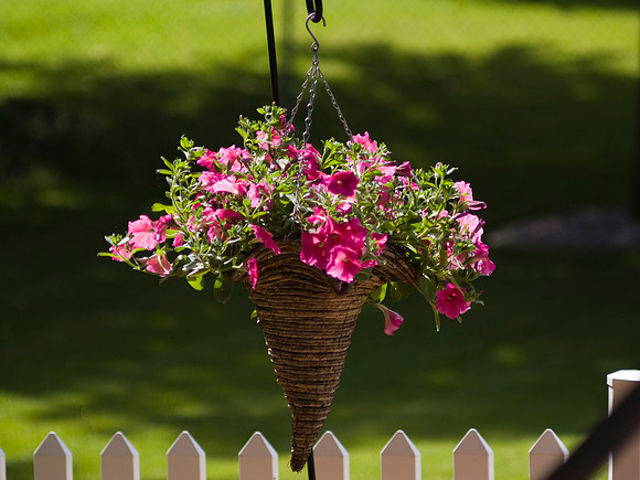 Hanging Basket Of Pentunias