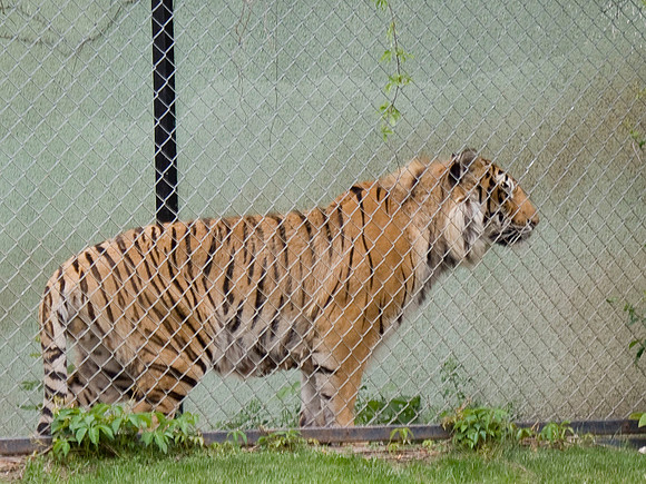 Bengal Tiger