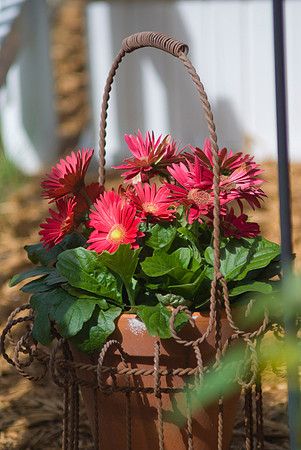 Gerbera, gerbera jamesonii
