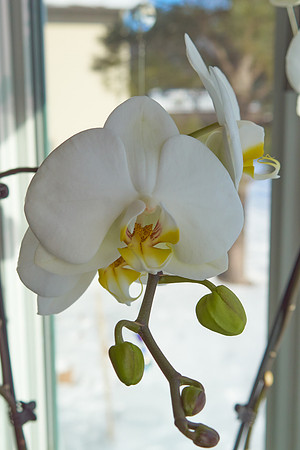 Orchid, White