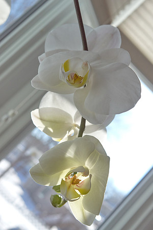 Orchid, White