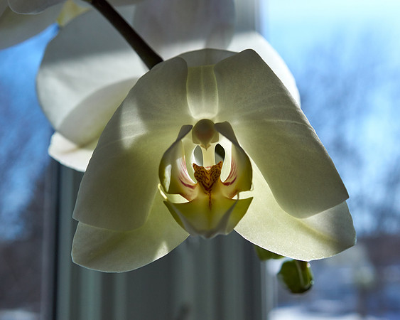 Orchid, White
