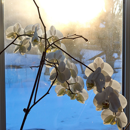 Orchid, White