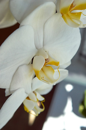 Orchid, White