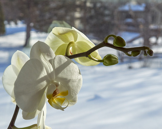 Orchid, White