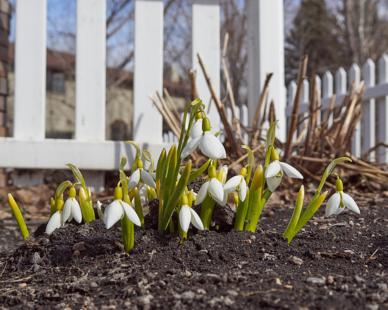 Snowdrops