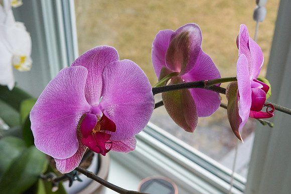 Orchid, Pink