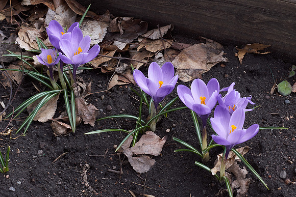 Crocus