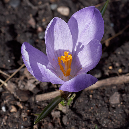Crocus