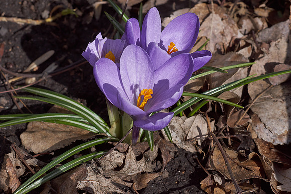 Crocus