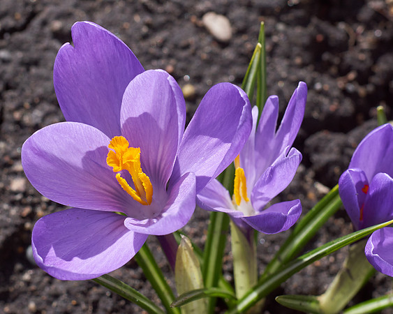 Crocus