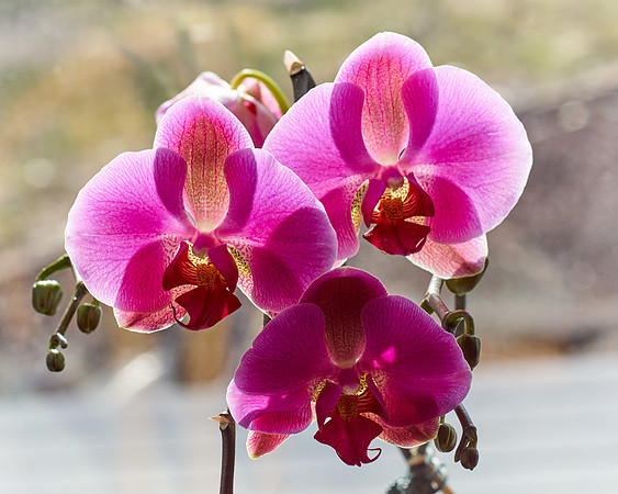 Orchid, Pink