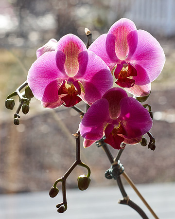 Orchid, Pink