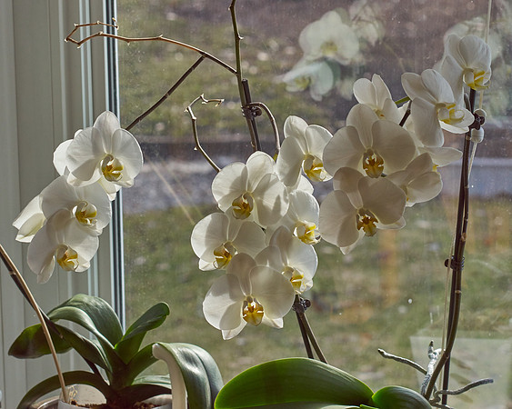 Orchid, White