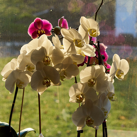 Orchid, White; Pink
