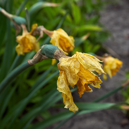 Daffodils yellow