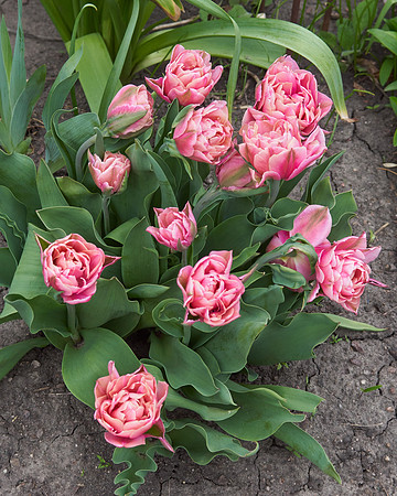 Peonies, Pink Tulip