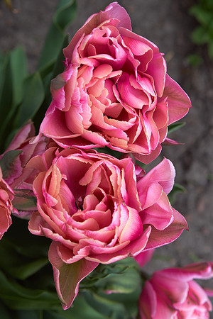 Peonies, Pink Tulip