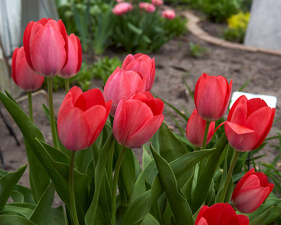 Tulips, Red