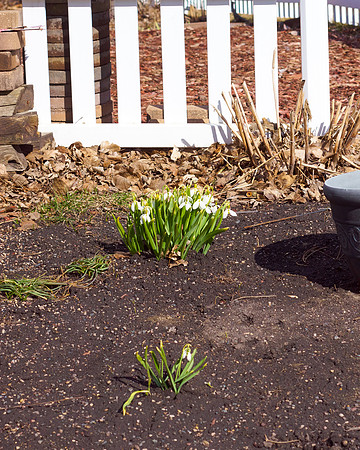 Snowdrops