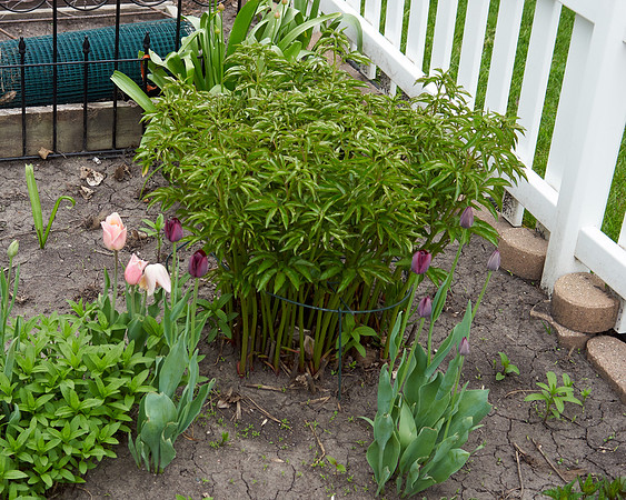 Tulips, Pink