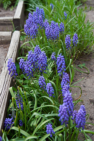 Hyacinths, Grape