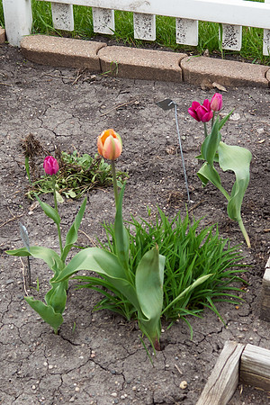 Tulips, Orange