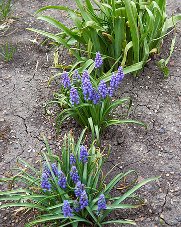 Hyacinths, Grape