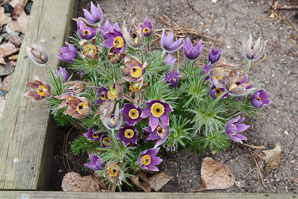Pasque Flower