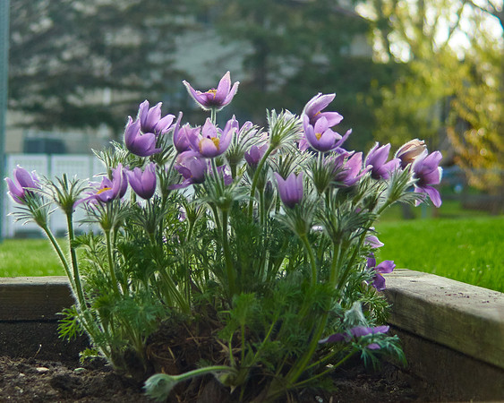 Pasque Flower