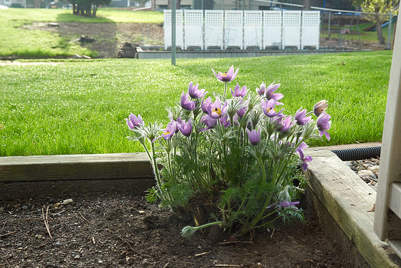 Pasque Flower
