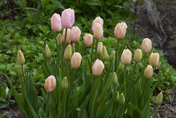 Tulips, Pink