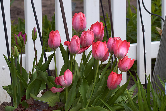 Tulips, Red