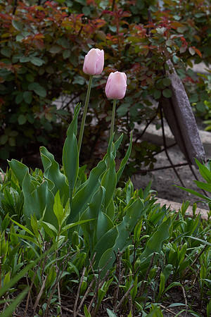 Tulips, Pink