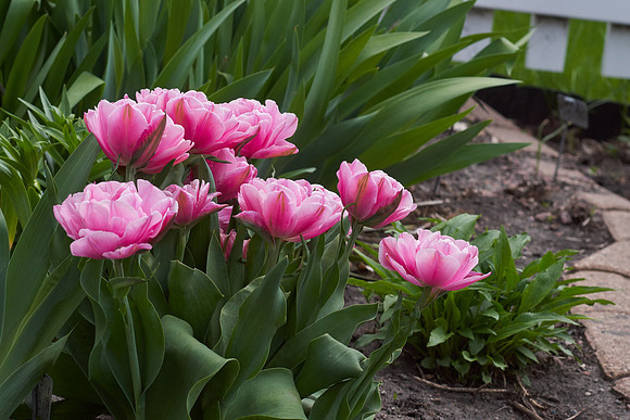 Peonies, Pink Tulip