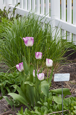 Tulips, Violet