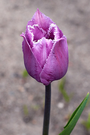 Tulips, Violet