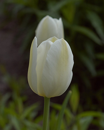Tulips, White