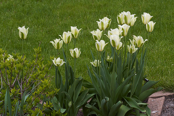 Tulips, White