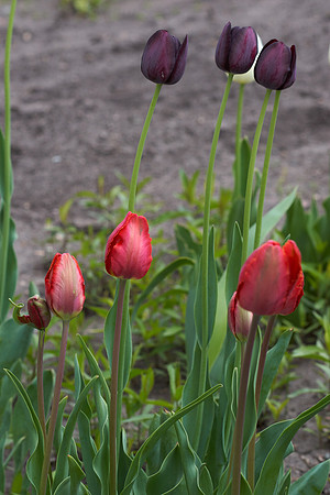 Tulips, Red