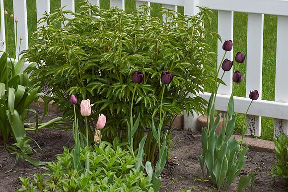 Tulips, Pink