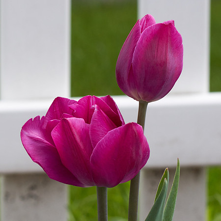 Tulips, Red