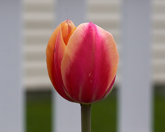 Tulips, Orange