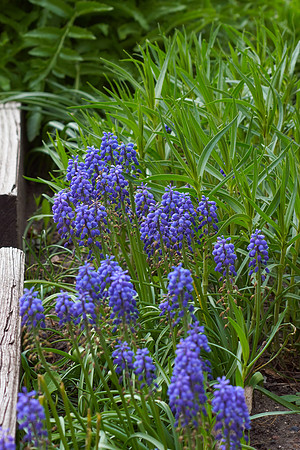 Hyacinths, Grape