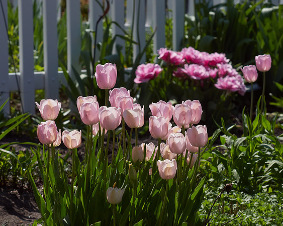 Tulips, Pink