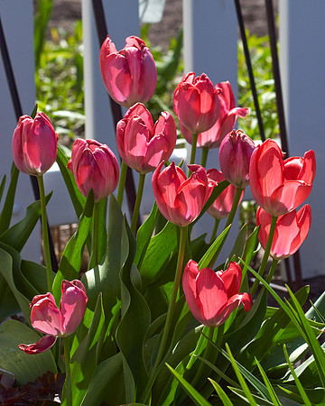 Tulips, Red