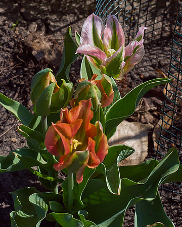 Tulips, Orange