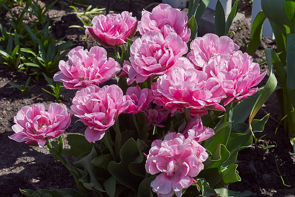 Peonies, Pink Tulip