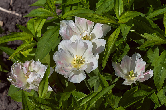 Tulips, White
